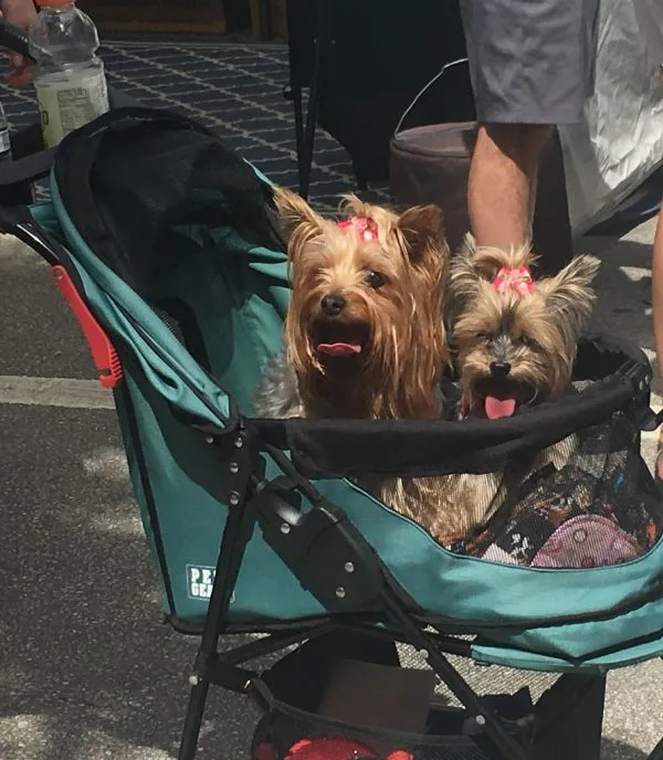Fietskar voor twee honden tegelijk: wat let u op bij een dubbele lading