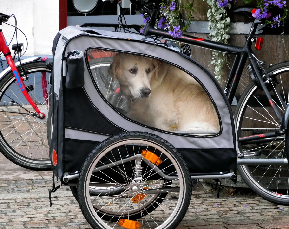 Fietskar voor een grote hond: welk model draagt een labrador of herder