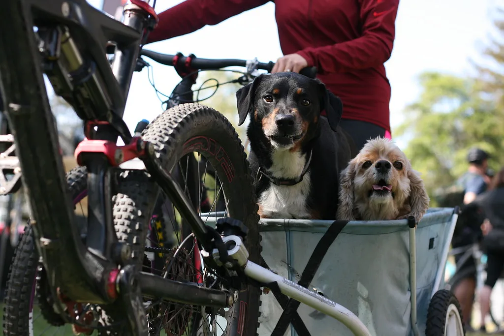 Het juiste formaat fietskar kiezen voor uw hond