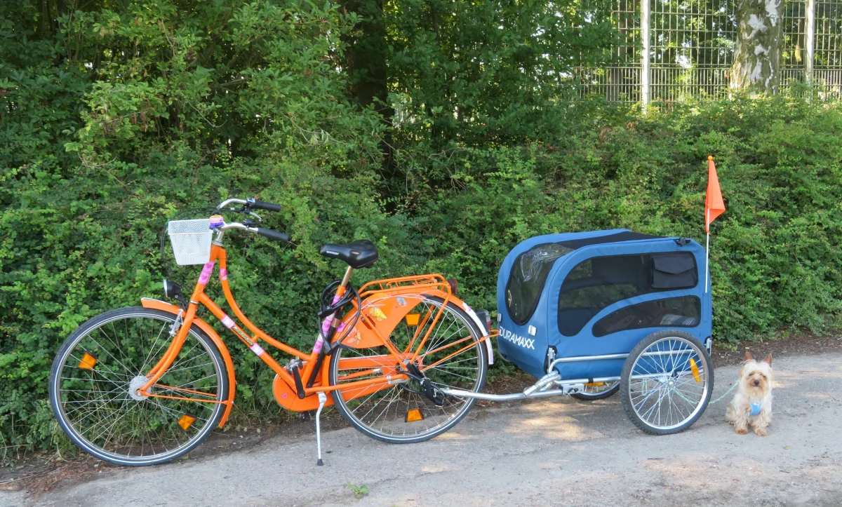 Fietskar voor een kleine hond: welke maat past bij een chihuahua of teckel