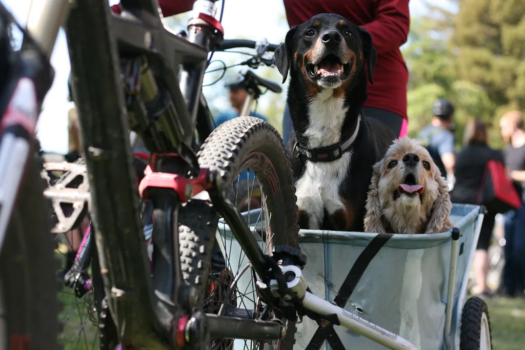 Fietskar hond: maximaal gewicht per model