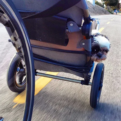 Hond laten wennen aan de fietskar