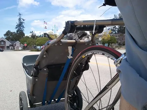 Veilig fietsen met de hond in de kar